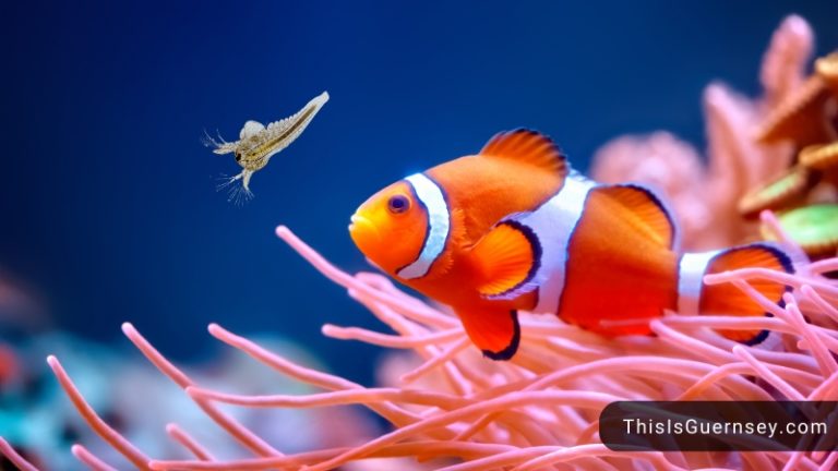 clownfish food