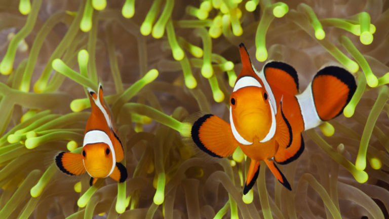 6 Things You Should Do To Deal With An Aggressive Clownfish