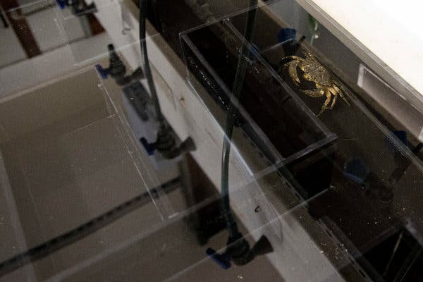 Crab in a maze