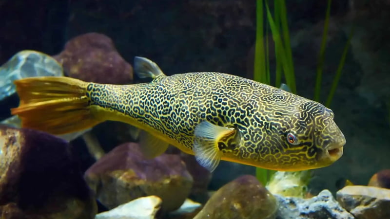 Do Puffer Fish Eat Crabs? Top 5 Impressed Facts About Puffer Fish