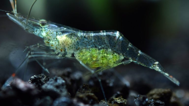 Marine Grass Shrimp: A Pretty, Amazing Species (Top 5 facts)