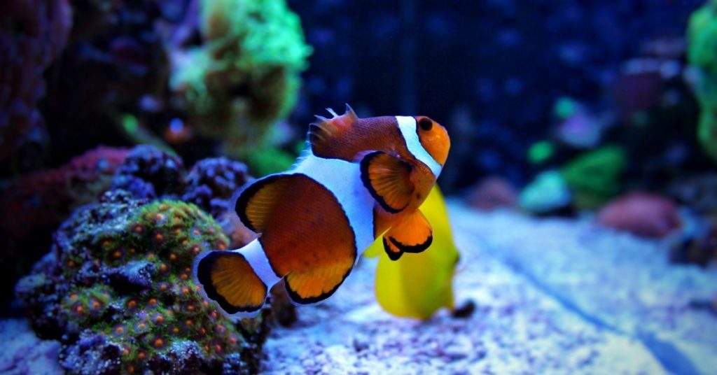 Aquarium with suitable conditions for clownfish