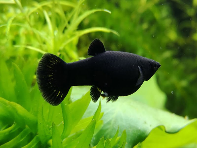 Black Molly Female