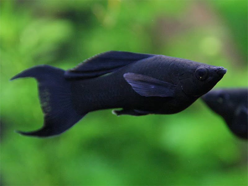 Black Molly Male