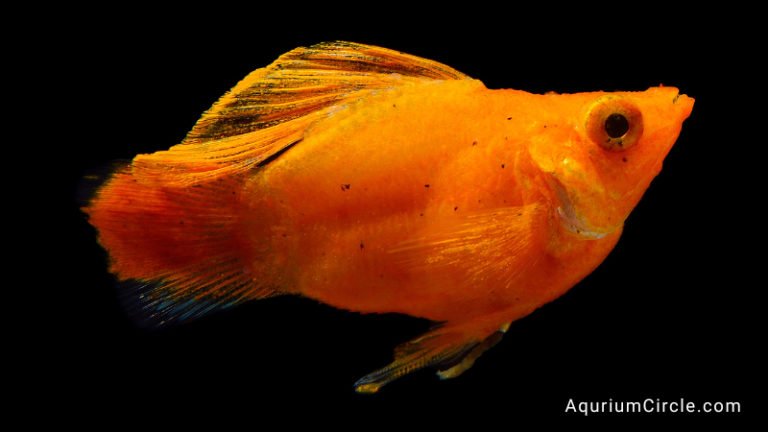 male molly fish