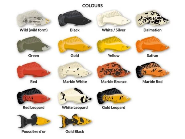 possible color of molly fish