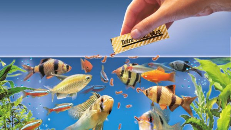 Top Best Food For Neon Tetras And Best Places To Buy It