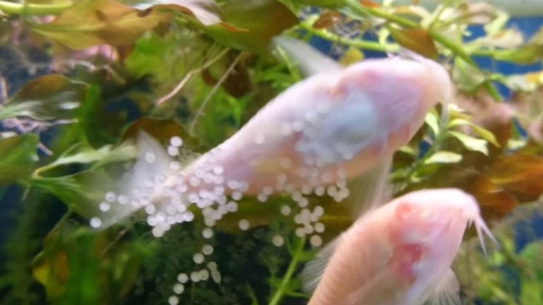 Cory Catfish Eggs Fungus: 5 Ways To Prevent And Treat Efficiently