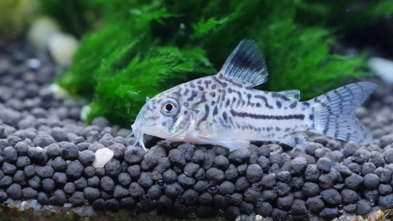 2 Reasons Make Cory Catfish Hiding Which You Never Know