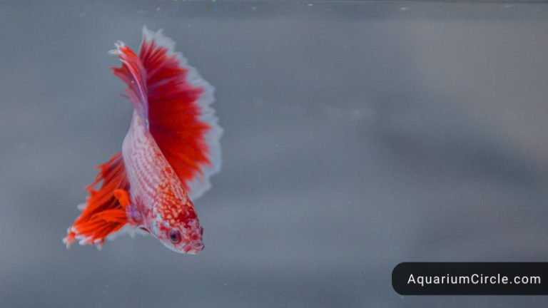 betta fish water temp