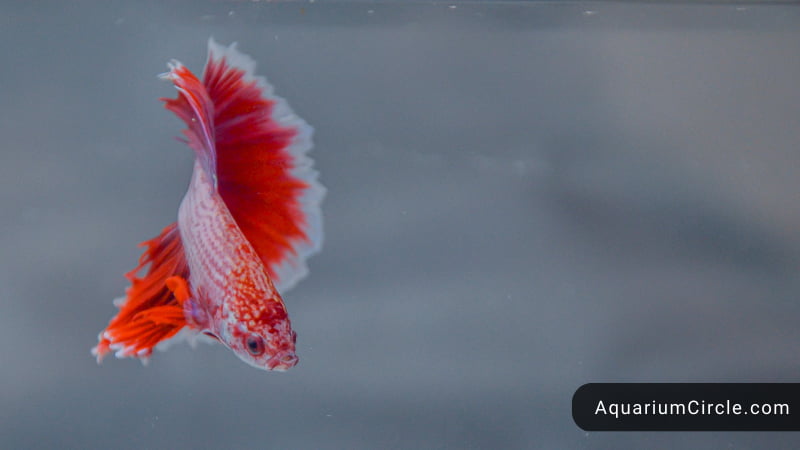 betta fish water temp