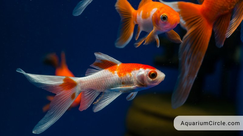comet goldfish