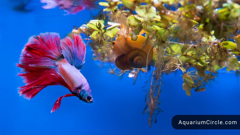 do betta fish sleep