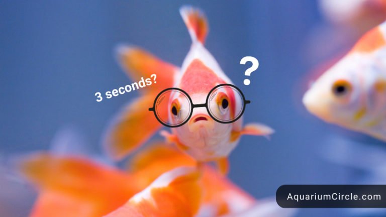 goldfish memory