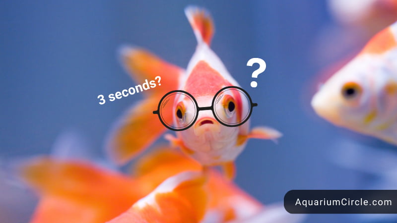 goldfish memory