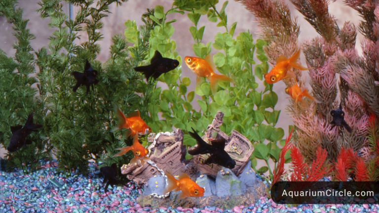 goldfish tank size