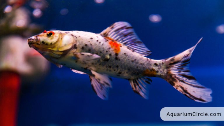 shubunkin goldfish