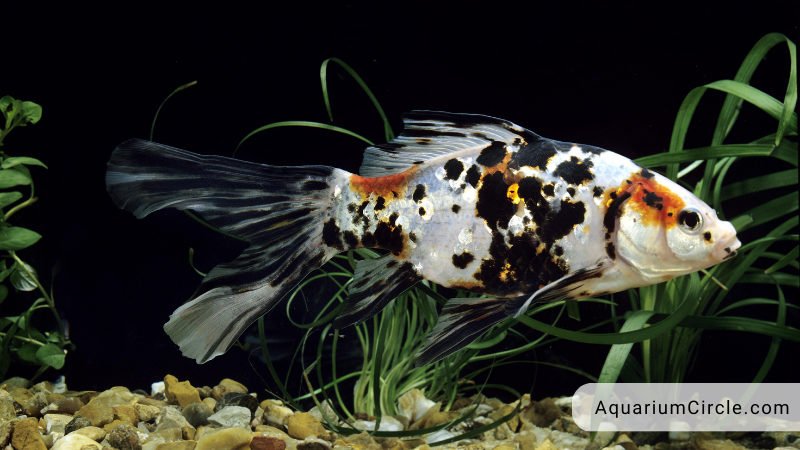 shubunkin goldfish appearance