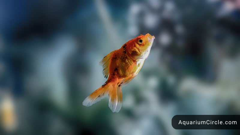 shubunkin goldfish breeding