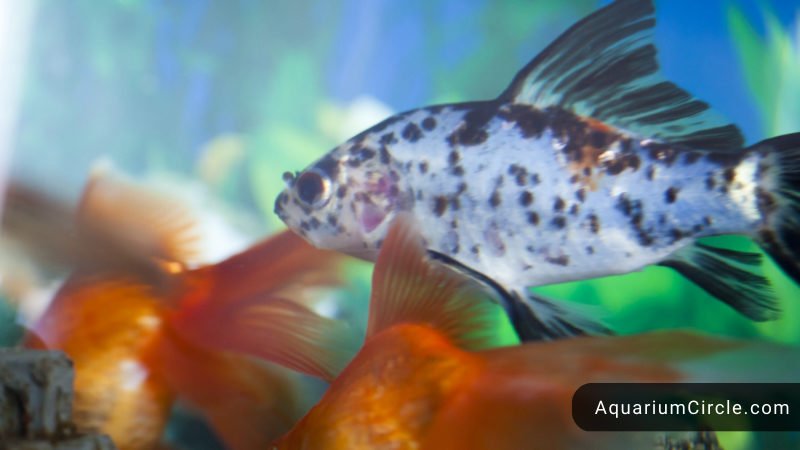 shubunkin goldfish differences