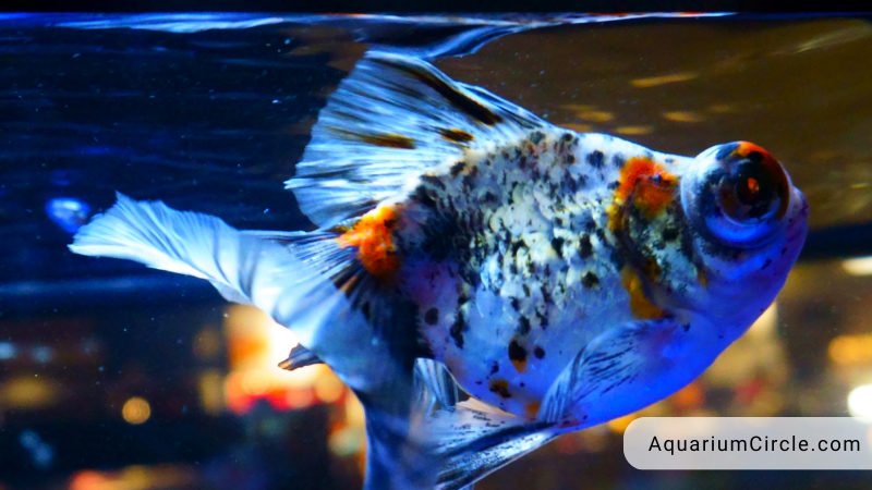 shubunkin goldfish diseases