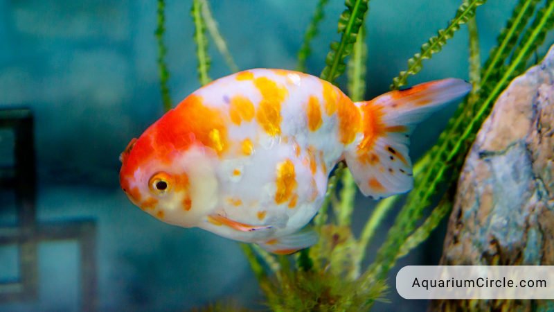 shubunkin goldfish gender