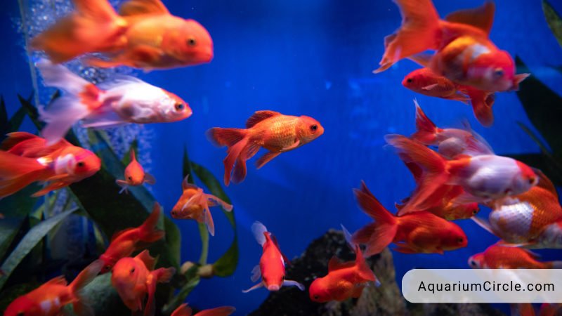 shubunkin goldfish tank mates