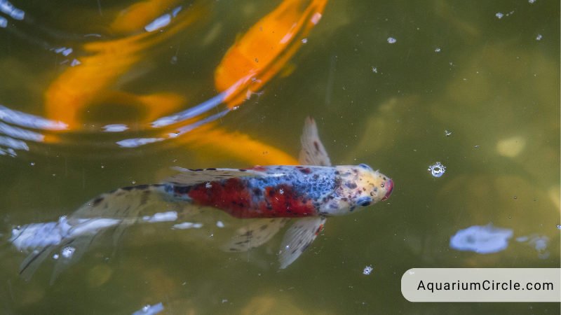 shubunkin goldfish tank size