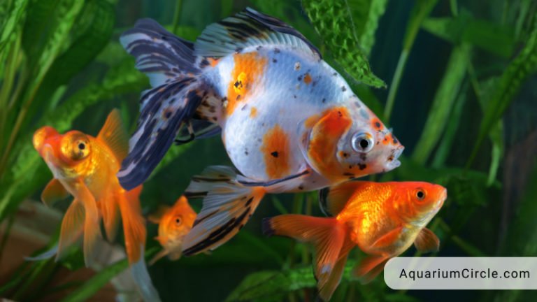 why is my goldfish turning black