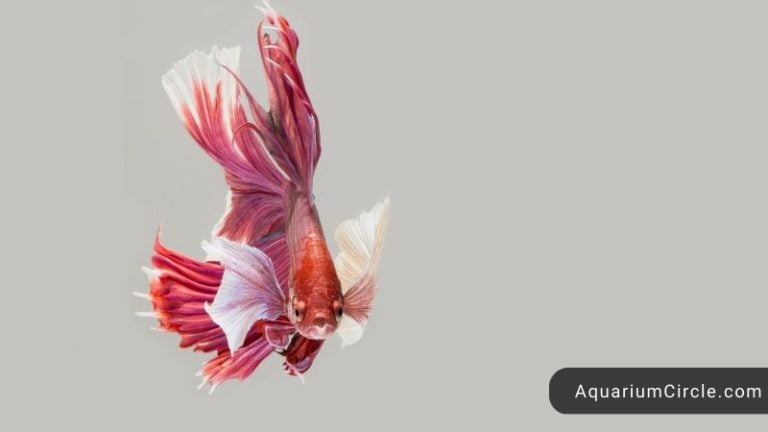 betta fish