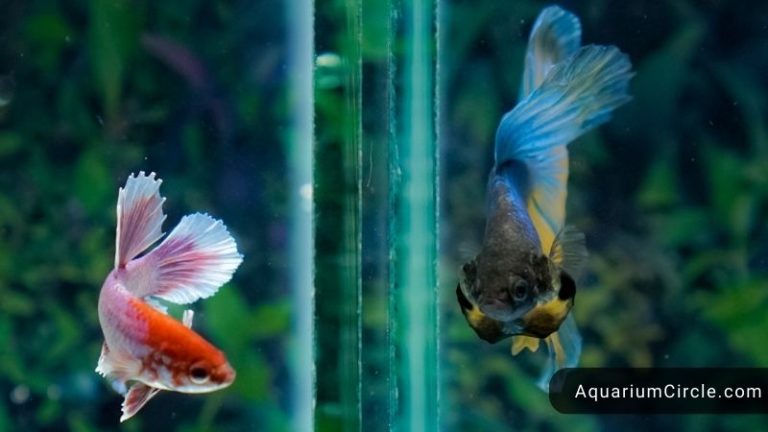betta fish