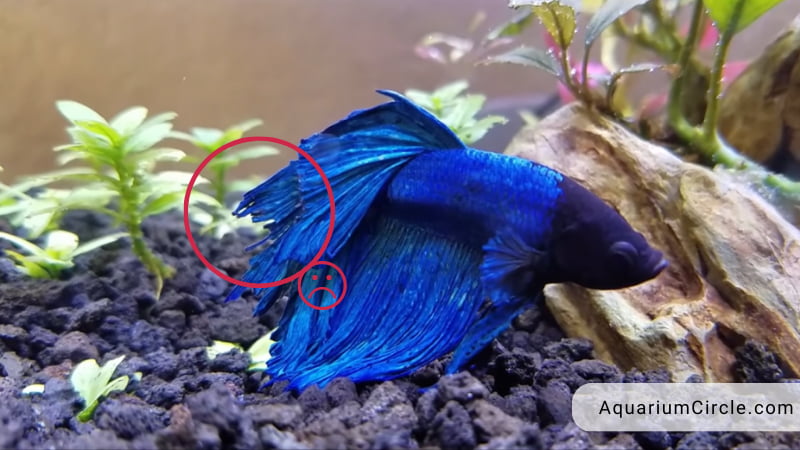betta fish fin rot