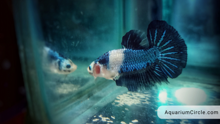 betta fish flaring