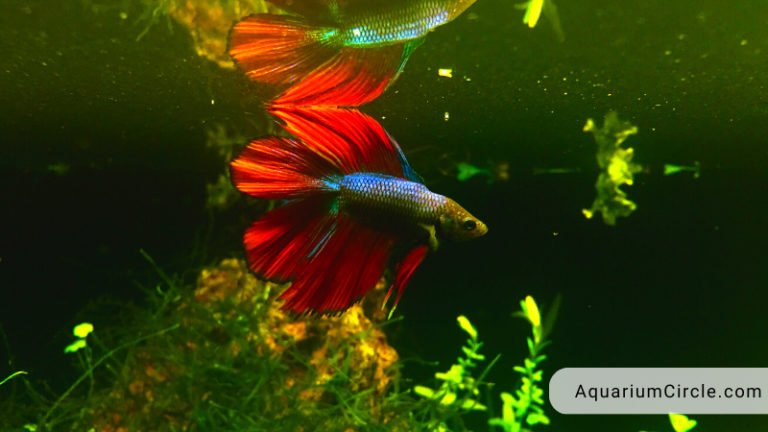 betta fish plants