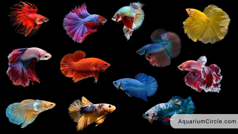 betta fish types