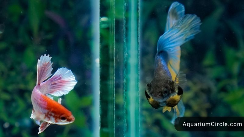 betta fish