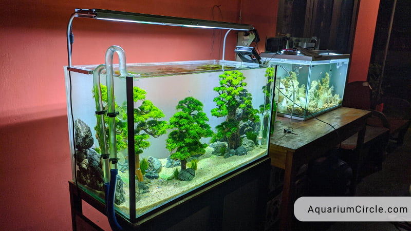 do betta fish require filters