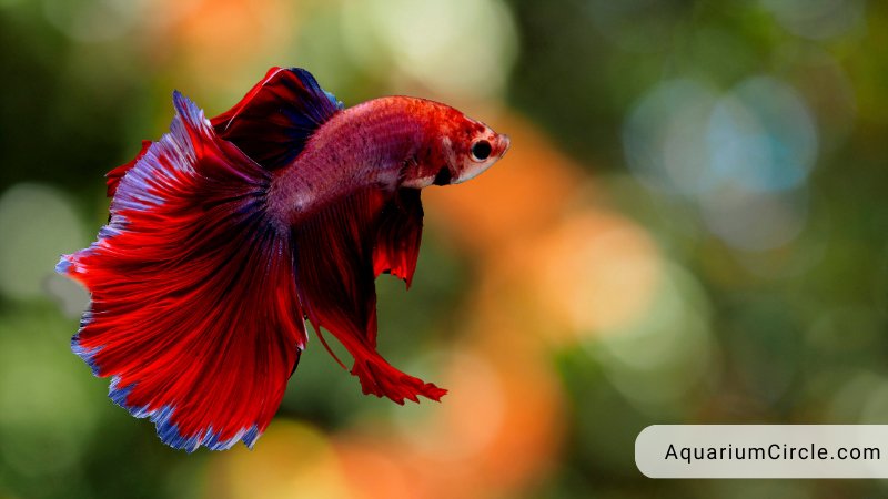 how big do betta fish get