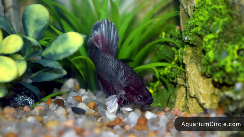 introduce your betta to its new home