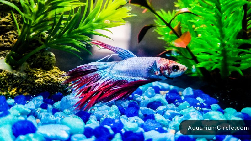 let's set up your first betta fish tank