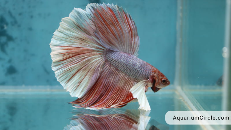 maintain your betta tank