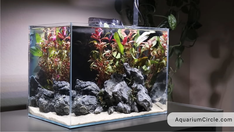 picking suitable betta fish tank and accessories
