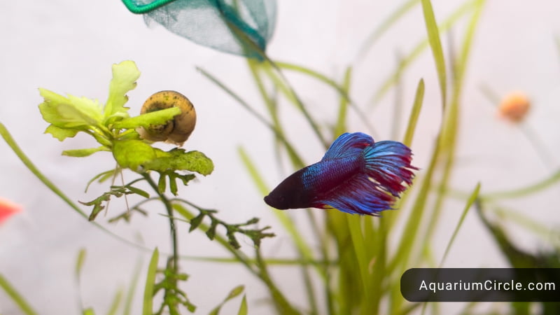 snails for betta tank