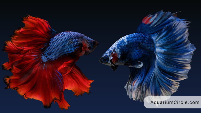 why do betta fish fight