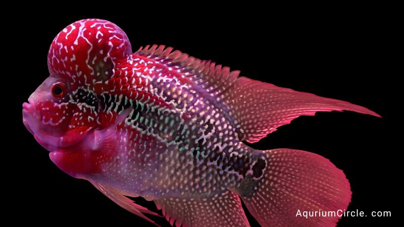 african cichlids types