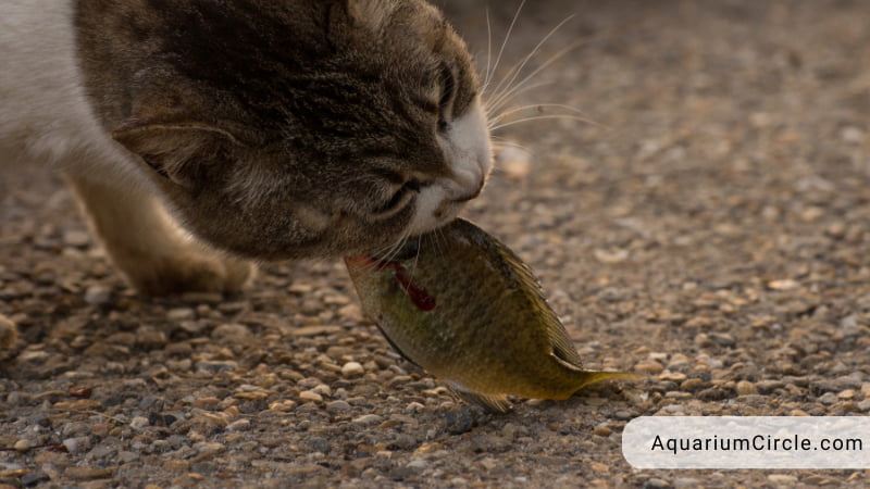 are there any animals eat bluegill