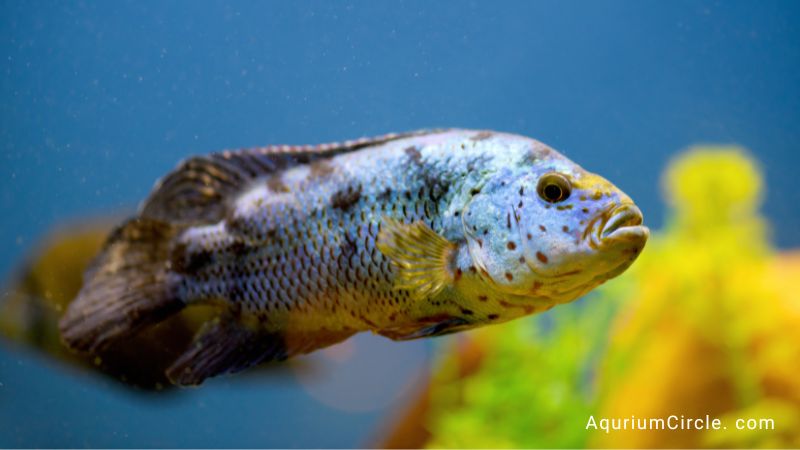 electric blue jack dempsey