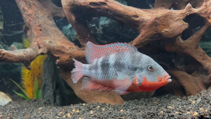 firemouth cichlid