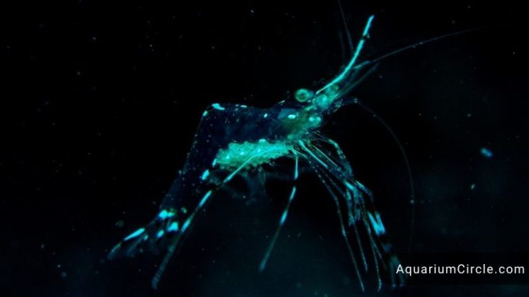 ghost shrimp