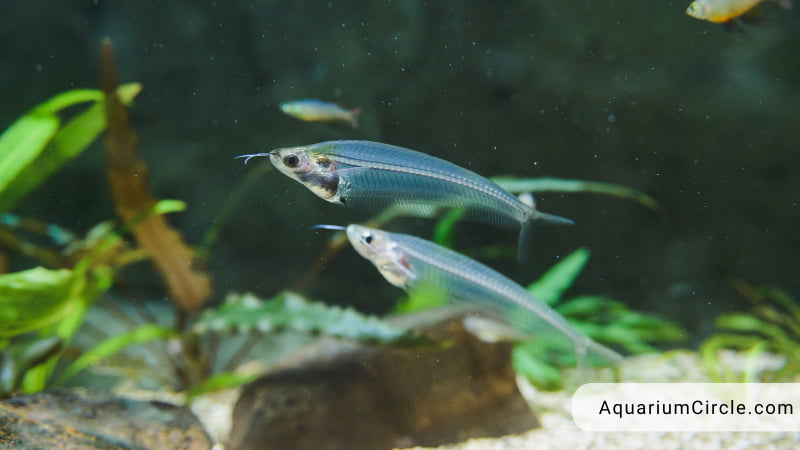 glass catfish care